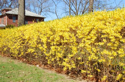 Moreover, planting bushes in your front or backyard can be a simple do it. Best Shrubs for Sun With Colorful Flowers