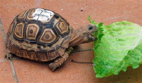 Por qué la tortuga solo quiere comer lechuga Qué hacer