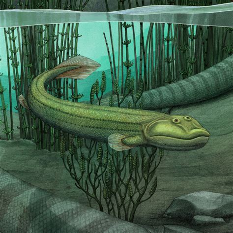 Tiktaalik Evolution