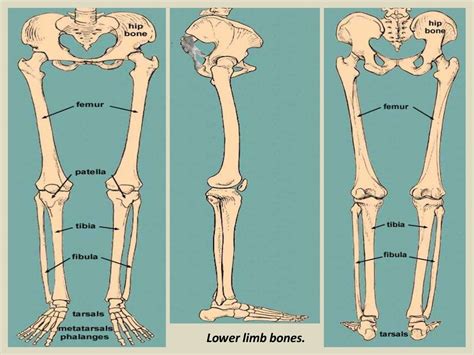 Presentation1pptx Radiological Anatomy Of The Thigh And Leg