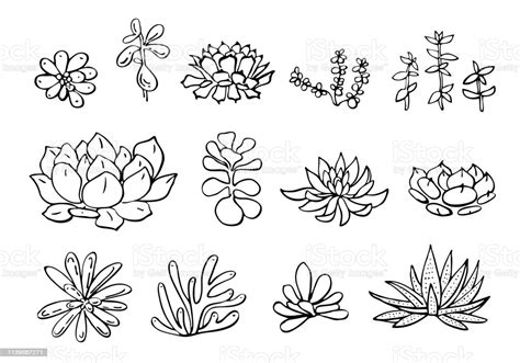 The word cactus was actually derived from the greek word kaktos and this word applied to a plant that they had which had spiny thistles on it. Succulent Plants Set Vector Hand Drawn Outline Sketch ...