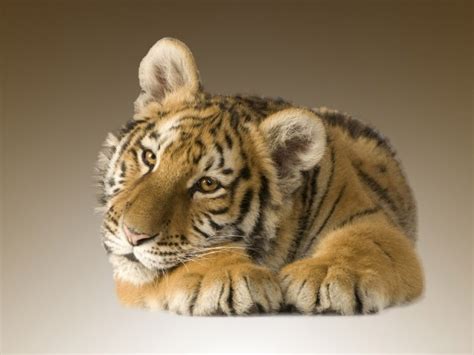 Encyclopaedia Of Babies Of Beautiful Wild Animals Tiger Cubs