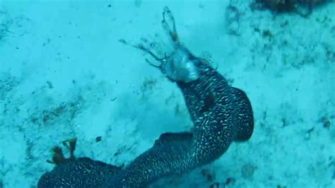 Spotted Moray Eel Eating Lionfish Youtube