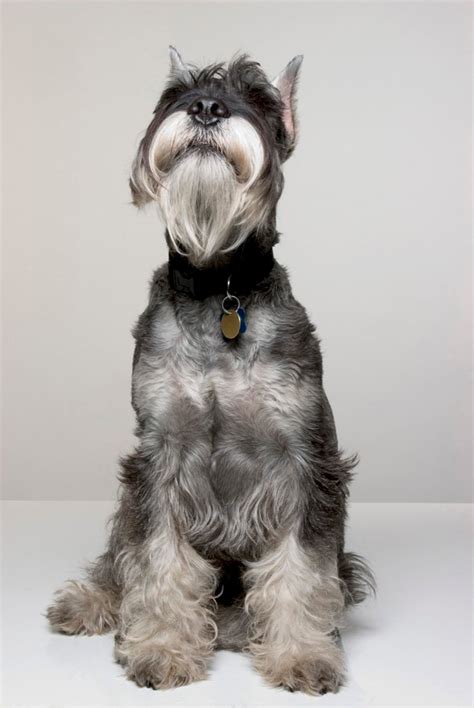 Standard (flag), a type of flag used for personal identification. Standard Schnauzer Dog Breed Information, Pictures ...