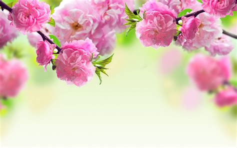 Background Wallpaper Of Flowers
