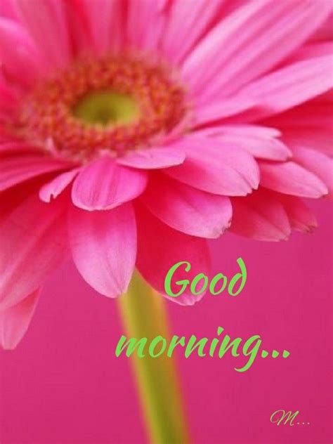 Pin By Mamta Yadav On Good Morning Pink Daisy Pink Flowers Pink