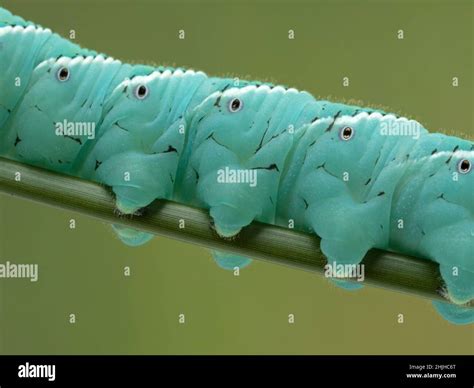 Close Up Side View Of A Tobacco Hornworm Showing The Prolegs This Is