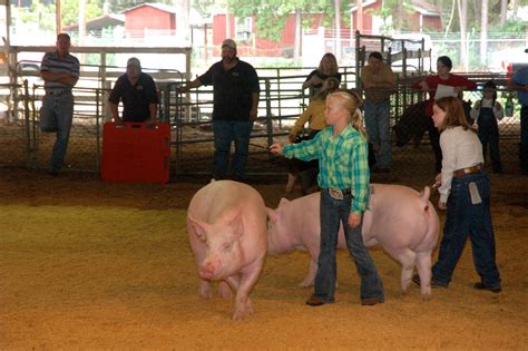Gallery – South Georgia State Fair