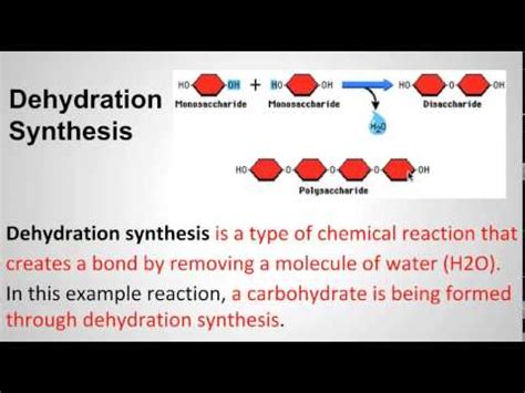 Sehs Biology Dehydration Synthesis And Hydrolysis Youtube
