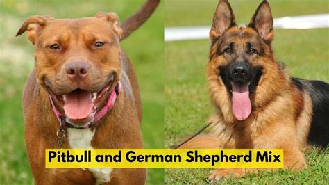 Pitbull And German Shepherd Mix A Fascinating Hybrid Breed