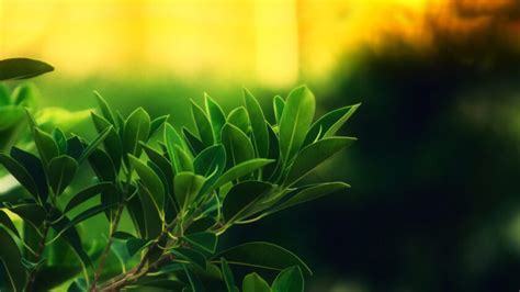 Những hình nền lá cây đẹp nhất, full HD cho "dế yêu" và laptop Fall leaves still life beautiful winter pretty garden field lovely green beauty blue sunset mountains petals sun purple beach pink photography rose nice rocks lake summer grass flower sky autumn.