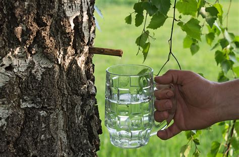 We did not find results for: Would You Drink Organic Tree Water? | Food & Wine