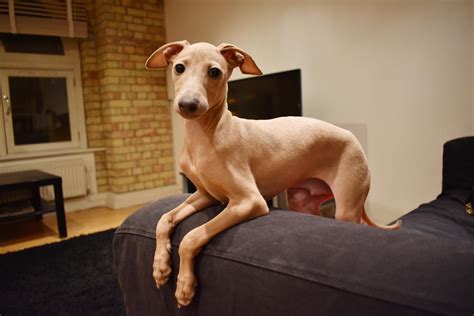 The italian greyhounds are smaller dogs that usually range from 13 to 15 inches tall and weigh anywhere from 5 to 10 pounds. Italian Greyhound - Personality, Basic Trainability, Diet ...