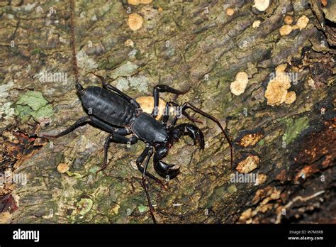 Giant Vinegaroon Tailed Whip Scorpion Mastigoproctus Giganteus On