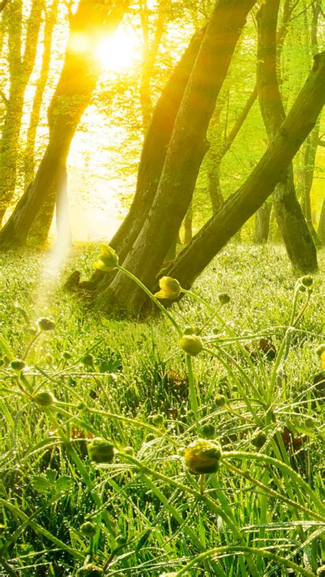 Yellow Petaled Flowers Nature Forest Trees Sunlight 4k Hd