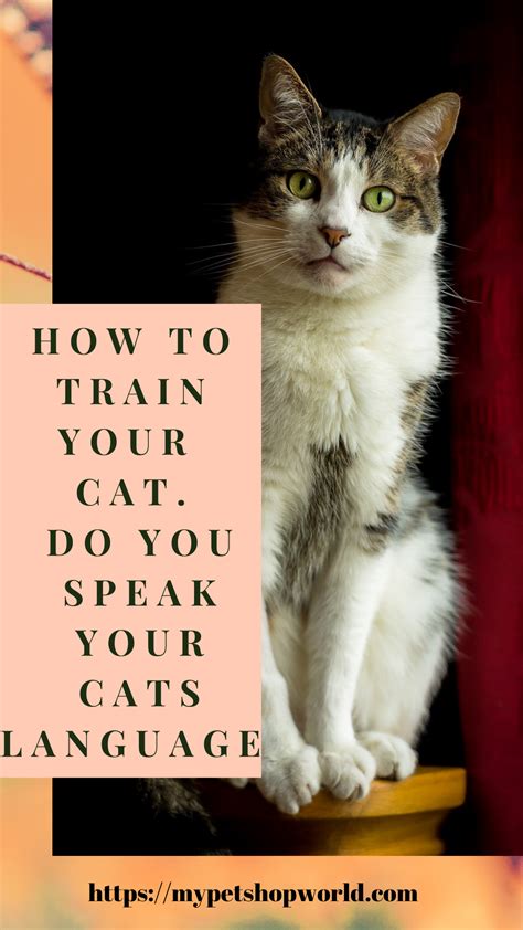 How To Speak Cat Cat Language Cats Cat Day