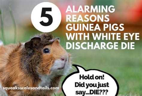 5 Alarming Reasons Guinea Pigs With White Eye Discharge Die Squeaks