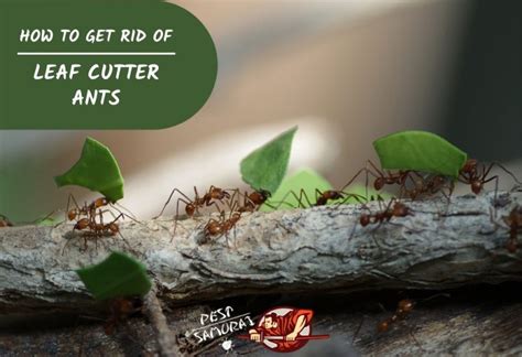 Bay Leaf Ants
