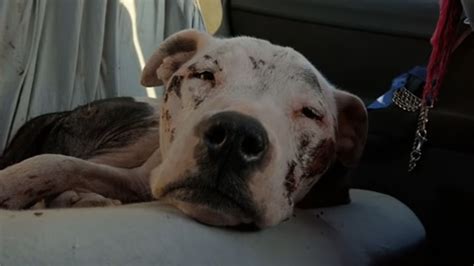 Pit Bull With Skin Disease Animal Rescue Video