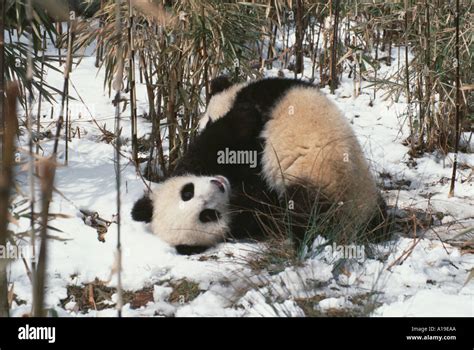 Dos Cachorros De Panda Gigante Jugando En La Nieve Reserva Natural