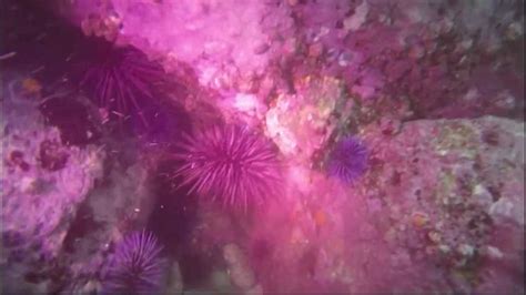 Sea Urchin Invasion In Monterey Bay