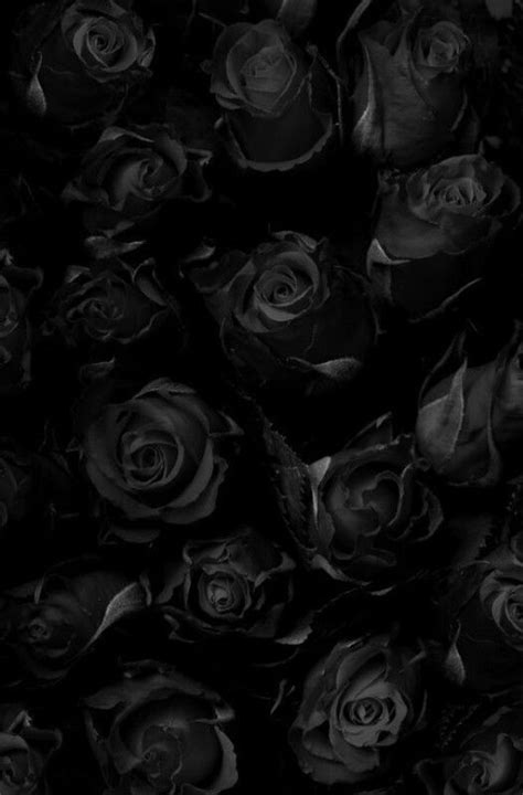 See more ideas about black rose, black aesthetic, dark wallpaper. Black rose wallpaper | Black roses wallpaper, Black ...