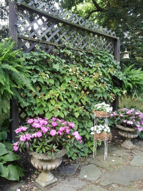 2 day free shipping on 1000s of products! Garden trellis | Climbing hydrangea, Home and garden ...
