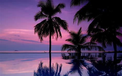 Palm Tree wallpaper ·① Download free HD wallpapers for desktop and ...