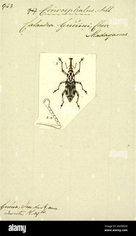 Conocephalus Print Conocephalus Is A Genus Of Bush Crickets Known As