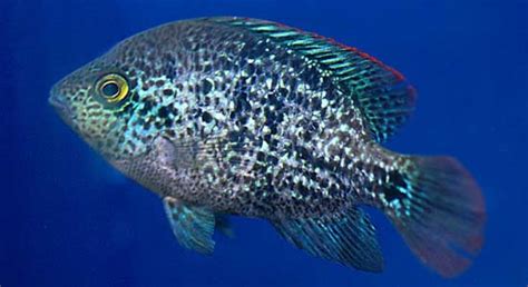 Vieja Zonata Oaxaca Cichlid — Seriously Fish