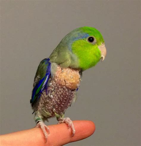 Parrotlet Plucking Feathers What It Indicates And How It Can Be