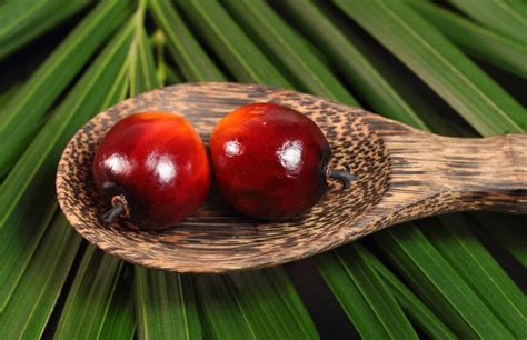 This is an extremely useful vegetable oil which is derived from various types. Wall Street Journal insights into red palm oil's health ...