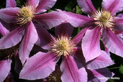 Ihre pflege bedeutet vor allem viel sonne, reichliche wässerung und leicht saure bodenverhältnisse. Großblumige Clematis 'Dr. Ruppel' - Garten Punzmann GmbH ...