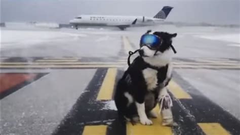 Dog Chasing Animals At Airport Becomes Internet Sensation After Video