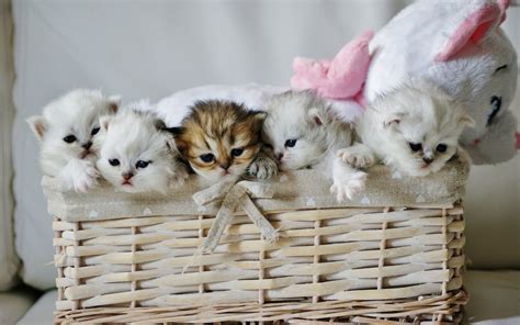 Five Kittens In Wicker Basket Hd Wallpaper Wallpaper Flare