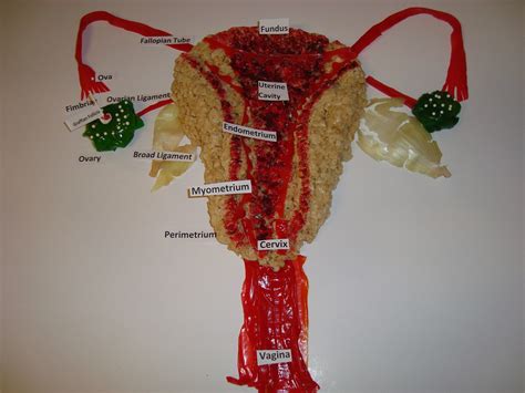 Female Reproductive Anatomy Model