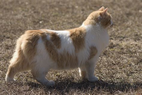 8 Cat Breeds With Short Tails With Pictures Test Cào Bài