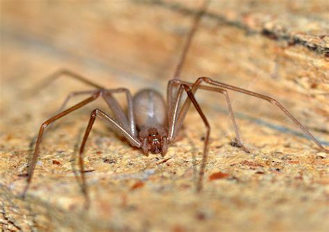 Beware The Recluse Spider A Danger That Comes With The Rains In