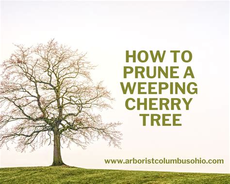 How To Prune A Weeping Cherry Tree When How And Mistakes