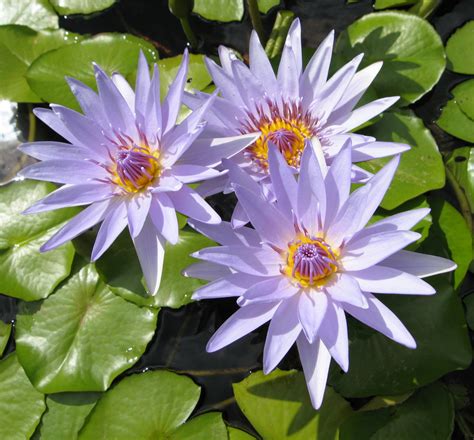 Blue Flower Lotu Water Lily