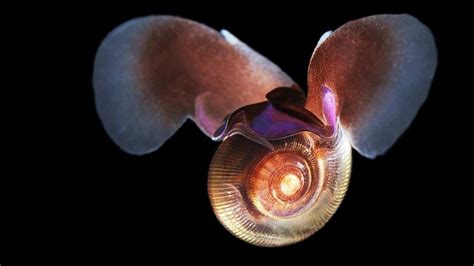 Tiny Underwater Snails Fly Through Water Using Same Physics As Winged