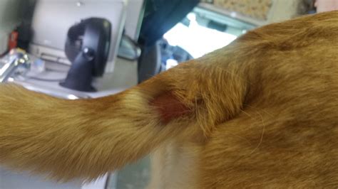 Flea Allergy Dermatitis Pup Chewed His Tail Overnight Abscesses