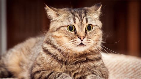 Cat Feline Animals Nature Face Eyes Closeup Surprised Wallpapers