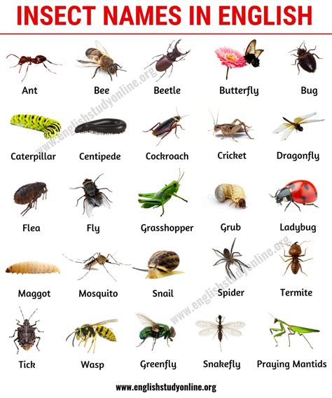 List of Insects: 25 Useful Insect Names with Pictures and Examples
