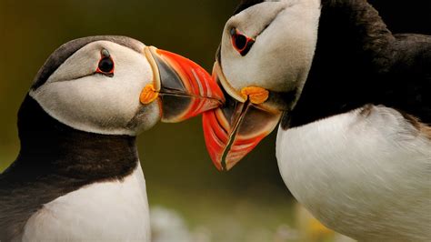 Cute Puffins Hd Wallpaper Background Image 1920x1080