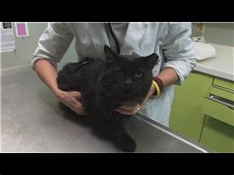 If a ureter becomes blocked by a stone, it can cause vomiting, depression, or pain in the abdomen in the area around the kidneys. Cat Health : Kidney Stone Symptoms in Cats - YouTube