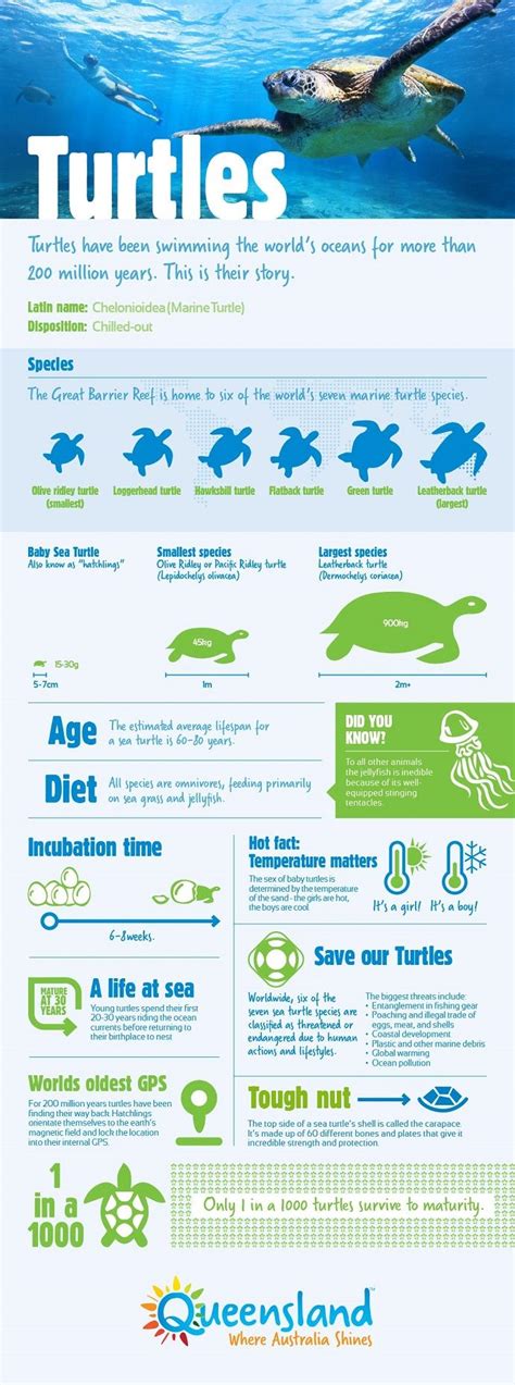 Before You Meet The Turtle You Must Know The Turtle Check Out This