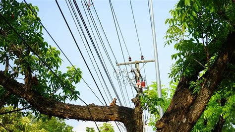 Best 21 Tree Branches On Power Line To House Fixes Cures