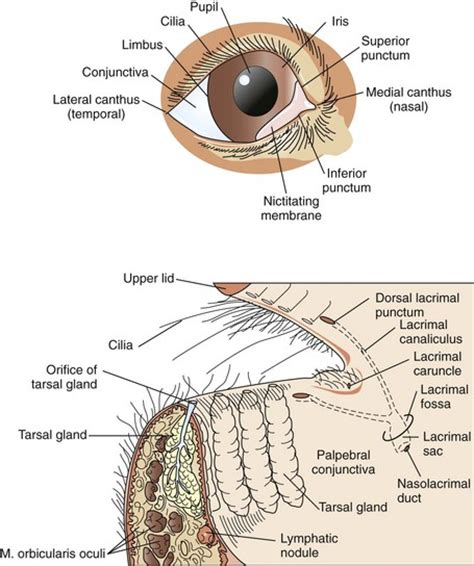 Surgery of the Eye | Veterian Key