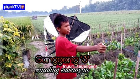Cerita Kampung Ganggong 3 Nyuri Layangan Youtube